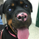 Stella the Rottweiler.
